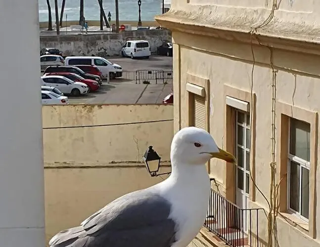 Apartament Cadizz - El Faro Del Manteca - Terraza Privada Barrio De La Vina - La Caleta *