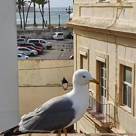 דירה Cadizz - El Faro Del Manteca - Terraza Privada Barrio De La Vina - La Caleta *